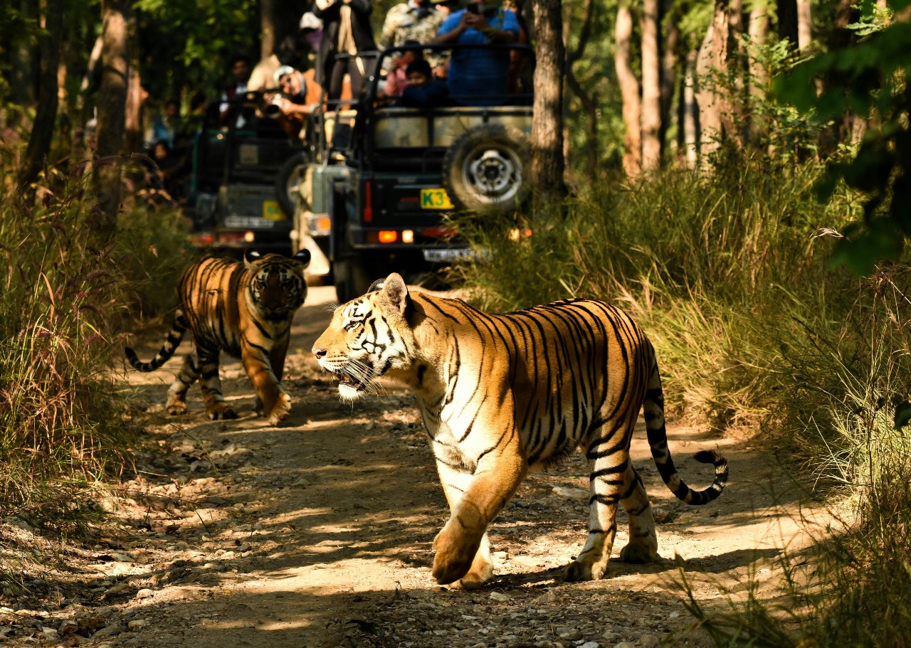 national park tiger safari india