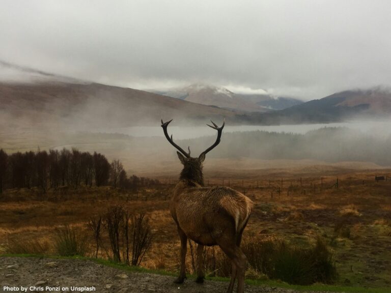 wildlife in United Kingdom