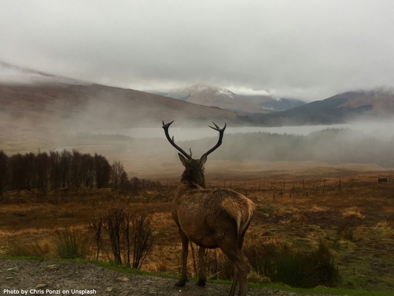 wildlife in United Kingdom
